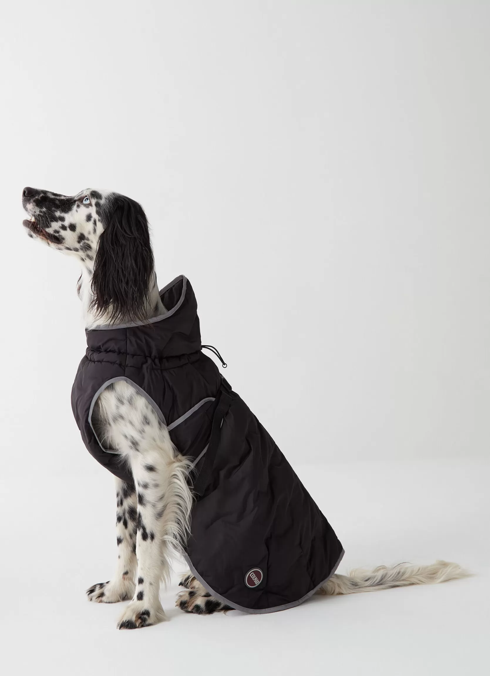 Colmar Padded jacket for dogs | man Accessories for Dogs | Accessories for Dogs