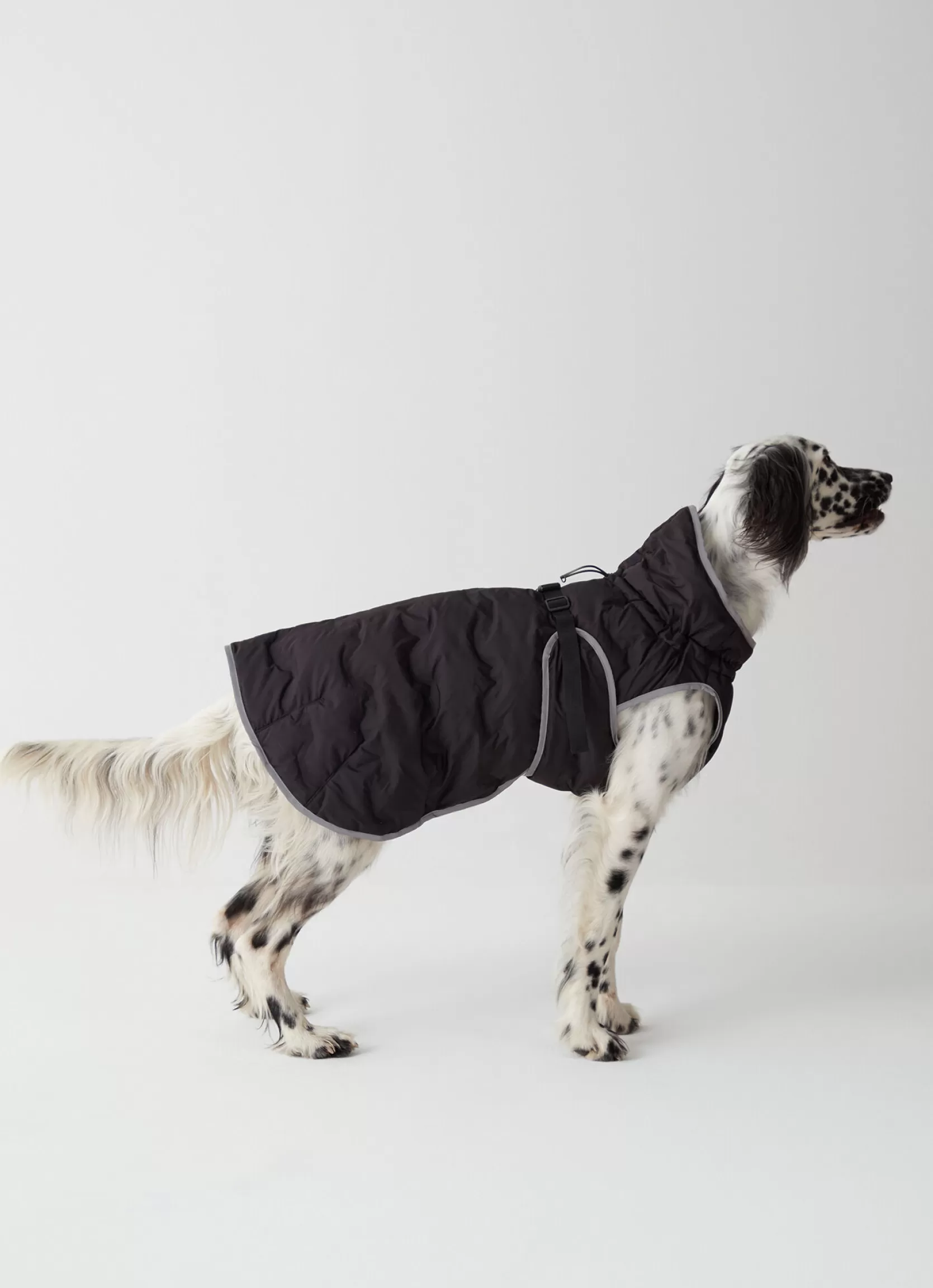Colmar Padded jacket for dogs | man Accessories for Dogs | Accessories for Dogs