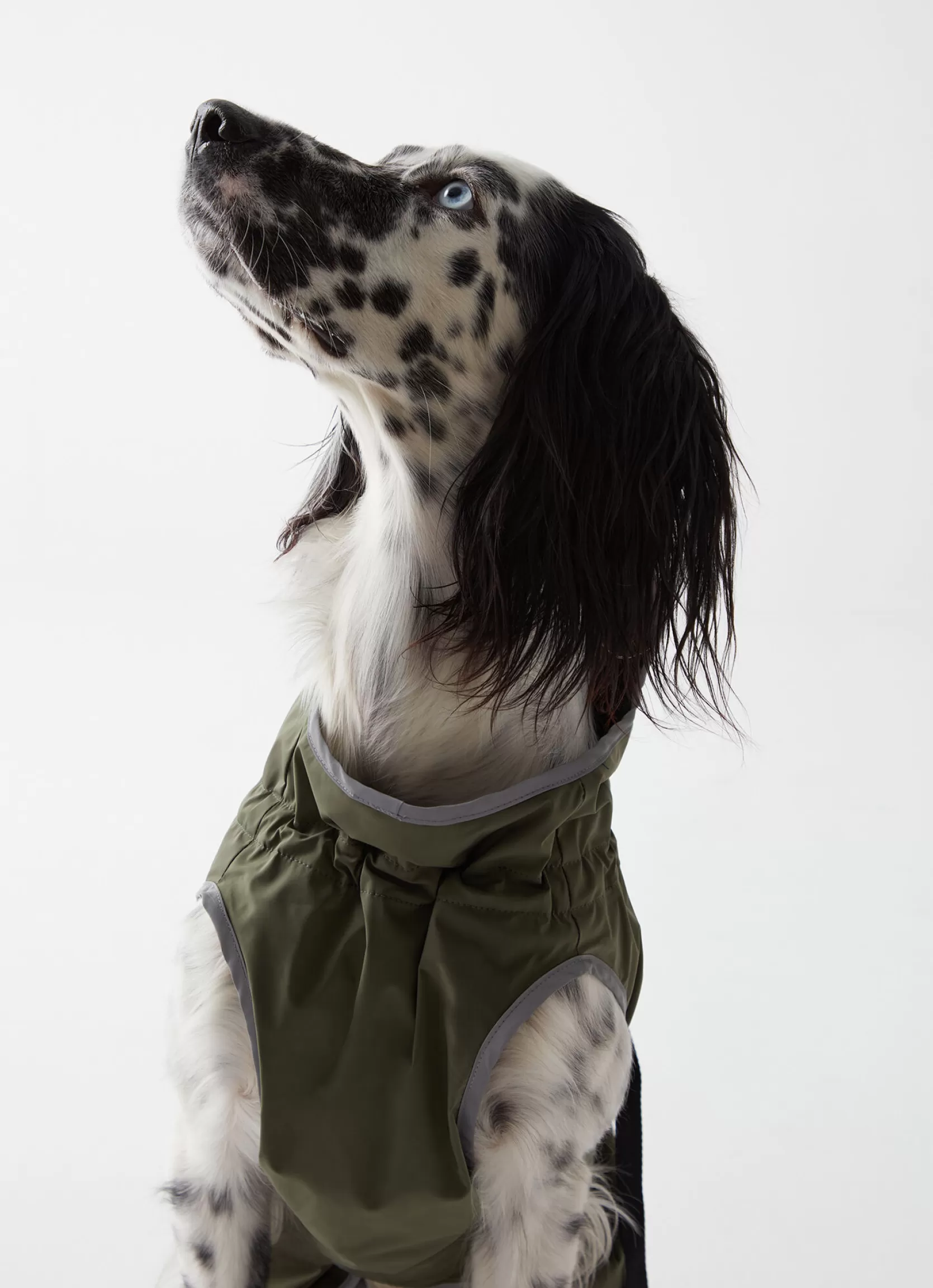 Colmar Rain-proof jacket for dogs | man Accessories for Dogs | Accessories for Dogs
